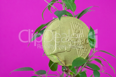 ficus  and one euro coin on a purple  background