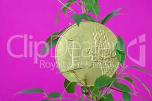 ficus  and one euro coin on a purple  background