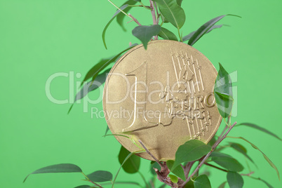 ficus  and one euro coin on a green  background