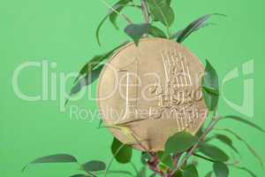 ficus  and one euro coin on a green  background