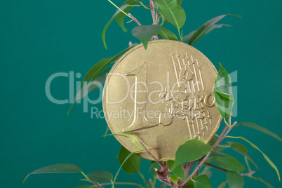 ficus  and one euro coin on a green  background