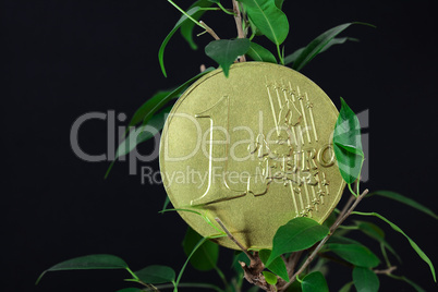 ficus  and one euro coin on a black  background