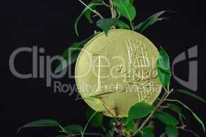ficus  and one euro coin on a black  background