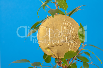 ficus  and one euro coin on a blue  background