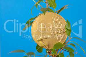 ficus  and one euro coin on a blue  background