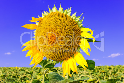 Sunflower head