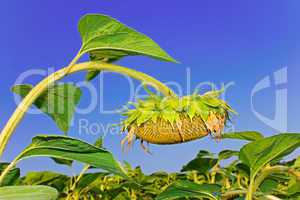 Sunflower head during ripening