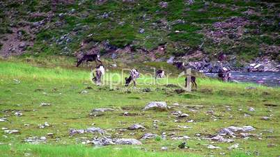 Reindeer graze on the tundra