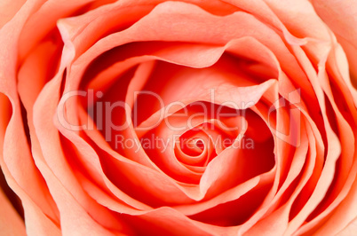 Orange rose flower