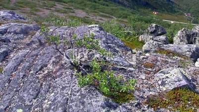 dwarf birch growing on the rock