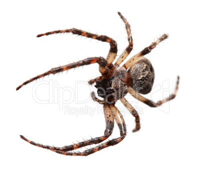 Garden spider, (Araneidae)