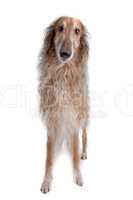 Borzoi or Russian Wolfhound