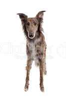 Silken Windhound