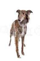 Silken Windhound