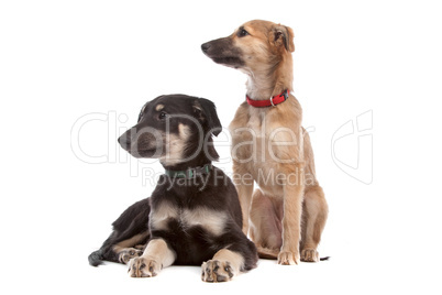 two whippet puppy dogs