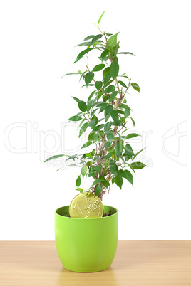 ficus in a pot on the table isolated on white