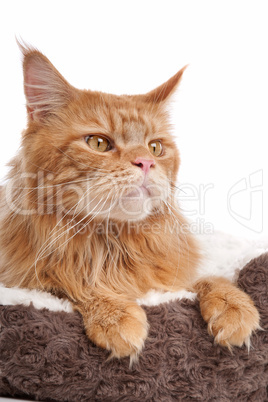 maine coon maine coon
