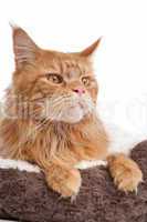 maine coon