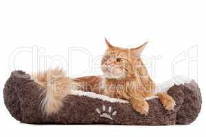 maine coon