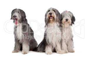three Bearded Collie dogs