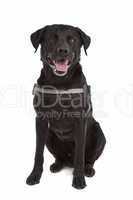 mix breed dog, Labrador, Rottweiler