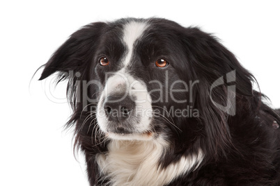 border collie sheepdog