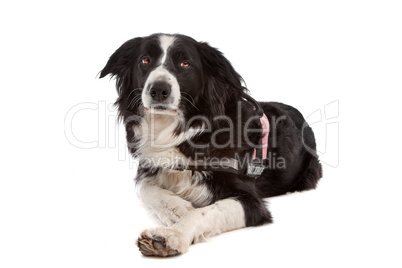 border collie sheepdog