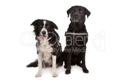 Border collie and a black dog