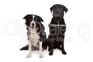 Border collie and a black dog