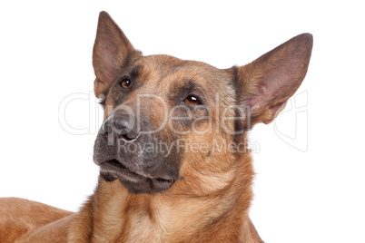 Belgian Shepherd