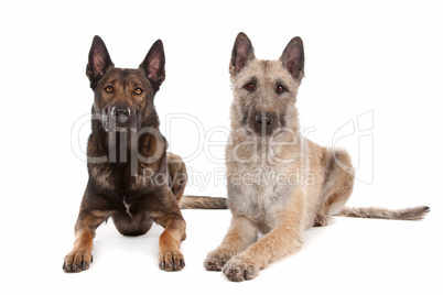 two Belgian shepherd dogs