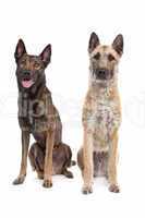 two Belgian shepherd dogs