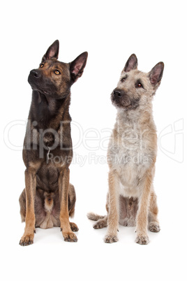 two Belgian shepherd dogs