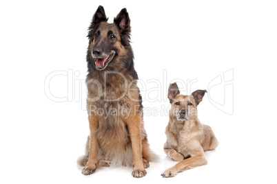 Belgian shepherd and a mixed breed dog