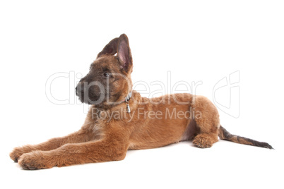 Belgian Shepherd Dog ,Laekenois