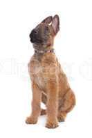 Belgian Shepherd Dog ,Laekenois