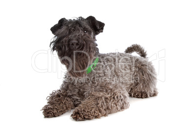 Kerry Blue Terrier