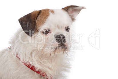 mixed breed dog