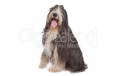 Bearded Collie