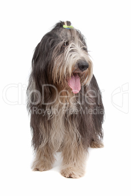 Bearded Collie