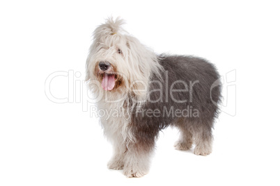 Old English Sheepdog