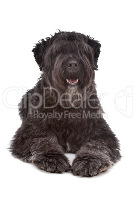 Bouvier des Flandres