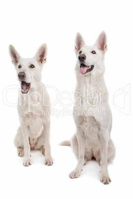 White Shepherd Dog