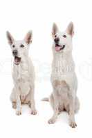 White Shepherd Dog