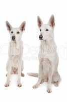 White Shepherd Dog