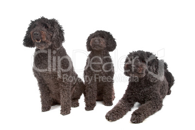 two labradoodle and one poodle dog