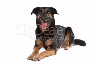 mixed breed shepherd dog