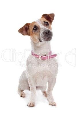 Jack russel Terrier