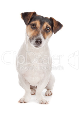 Jack russel Terrier