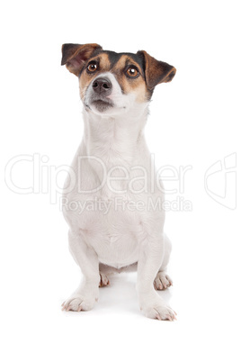 Jack russel Terrier